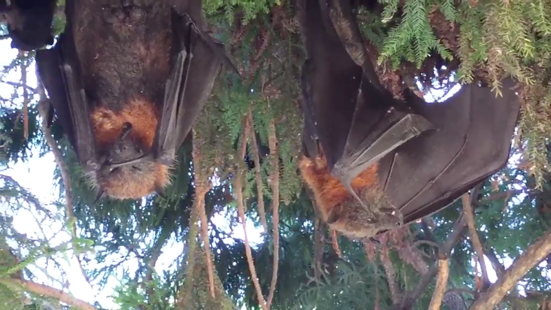 Dead grey-headed foxes hanging upside down in trees (Screenshot from a video by Wildlife Aid)
